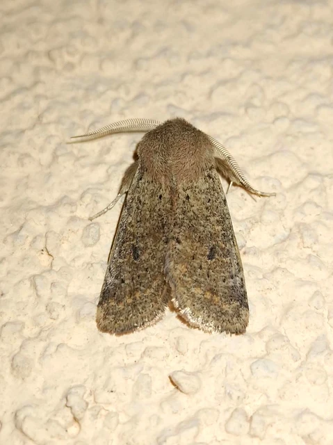 Orthosia cruda - kis barkabagoly