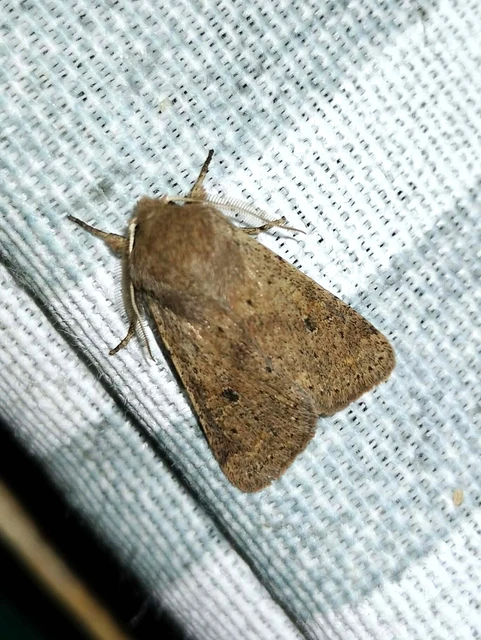 Orthosia cruda - kis barkabagoly