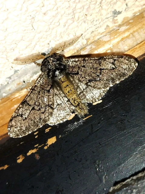 Biston strataria - barnapettyes araszoló