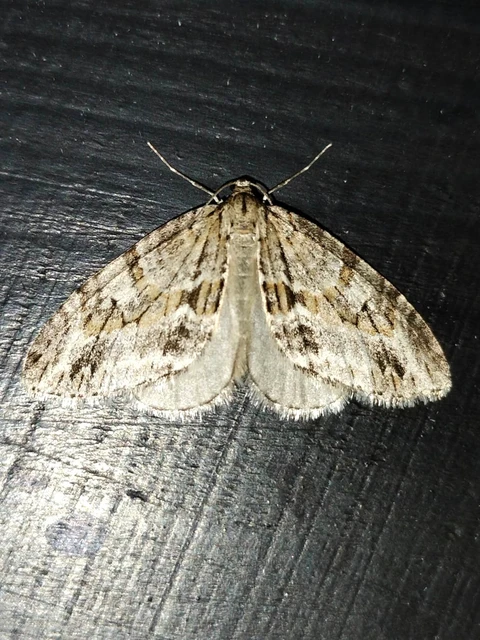 Trichopteryx polycommata - kőrisfa-lebenyesaraszoló