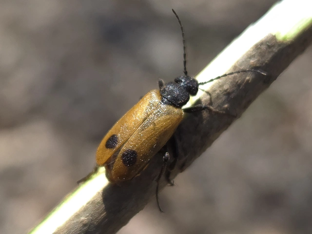 Apalus bimaculatus - kétfoltos élősdibogár