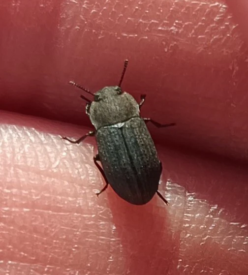 Gonocephalum granulatum pusillum Gonocephalum granulatum pusillum