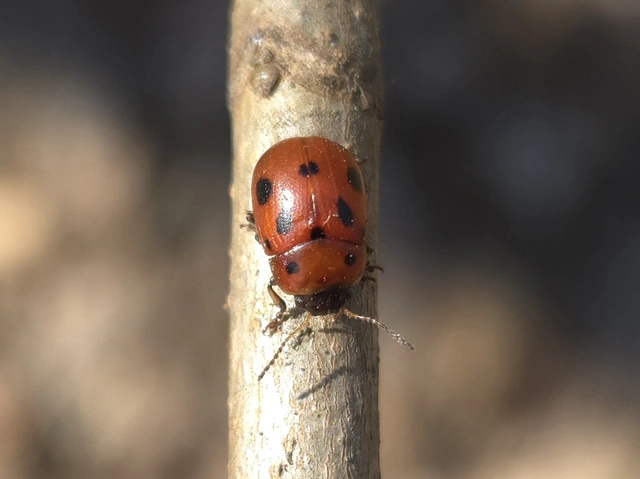 Gonioctena fornicata - közönséges lucernabogár