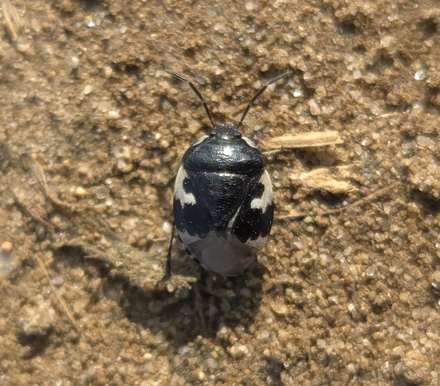 Tritomegas bicolor - foltos földipoloska
