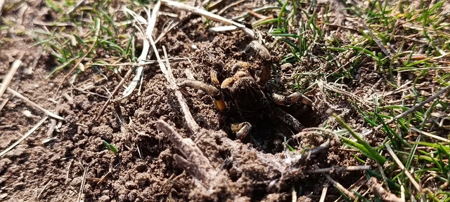 Geolycosa vultuosa - pokoli cselőpók