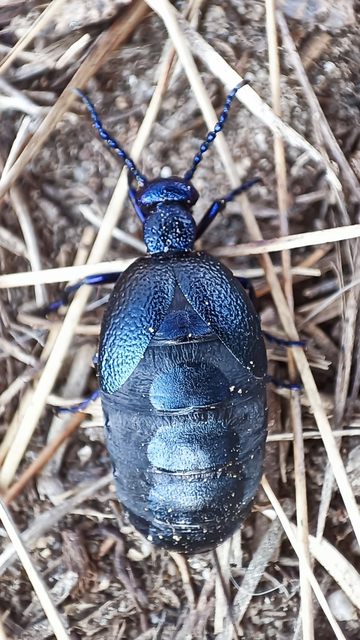 Meloe proscarabaeus - közönséges nünüke