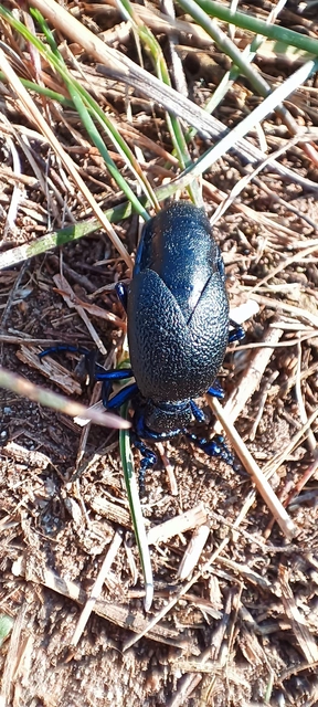 Meloe proscarabaeus - közönséges nünüke