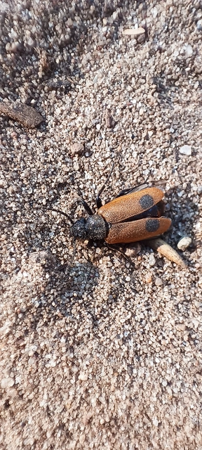 Apalus bimaculatus - kétfoltos élősdibogár
