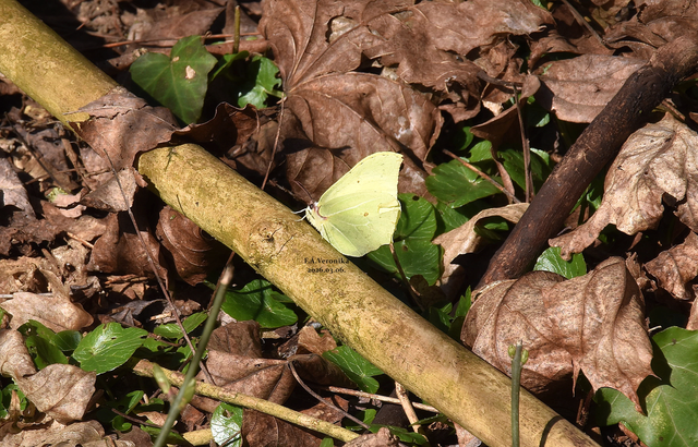 Gonepteryx rhamni - citromlepke