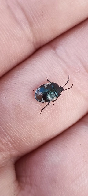 Tritomegas bicolor - foltos földipoloska