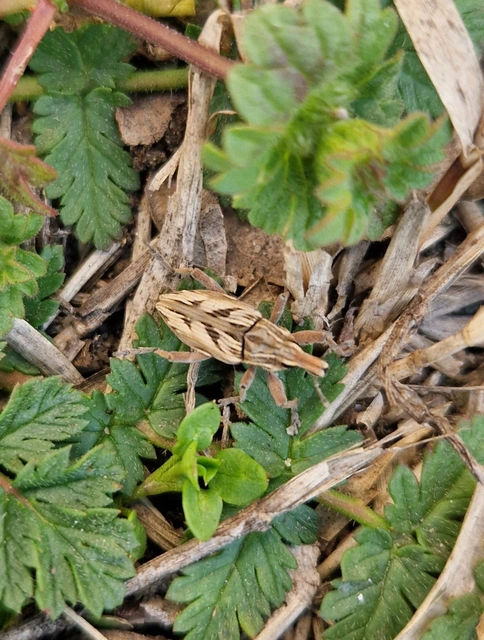 Coniocleonus nigrosuturatus - nyíljegyes barkó