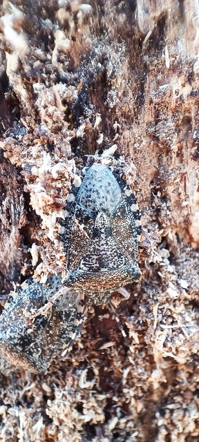 Rhaphigaster nebulosa - bencepoloska