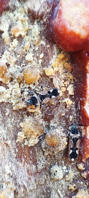 Raglius confusus