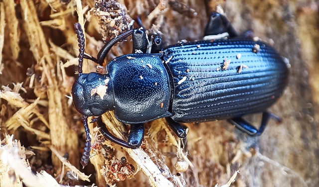 Menephilus cylindricus - fogasnyakú gyászbogár