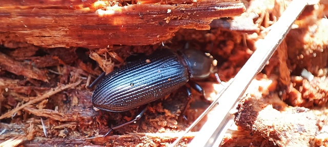 Menephilus cylindricus - fogasnyakú gyászbogár