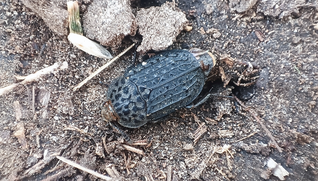 Thanatophilus rugosus - ripacsos dögbogár