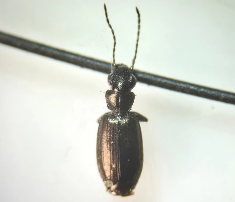 Syntomus foveatus - bronzszínű gyökérfutó