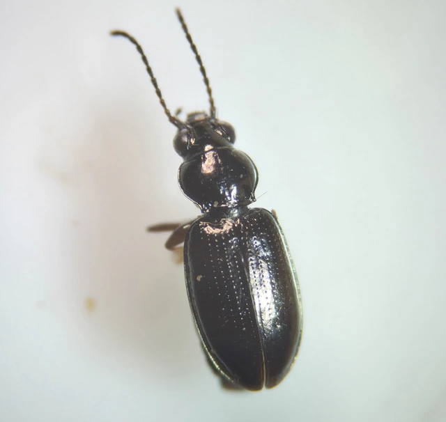 Bembidion properans - parlagi gyorsfutó