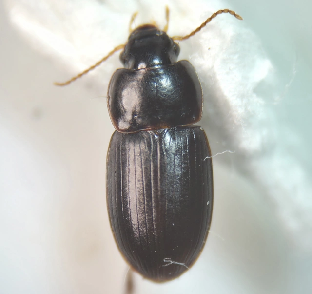 Harpalus pumilus - törpe lomhafutó