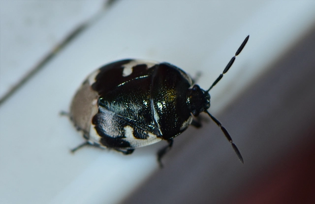 Tritomegas bicolor - foltos földipoloska