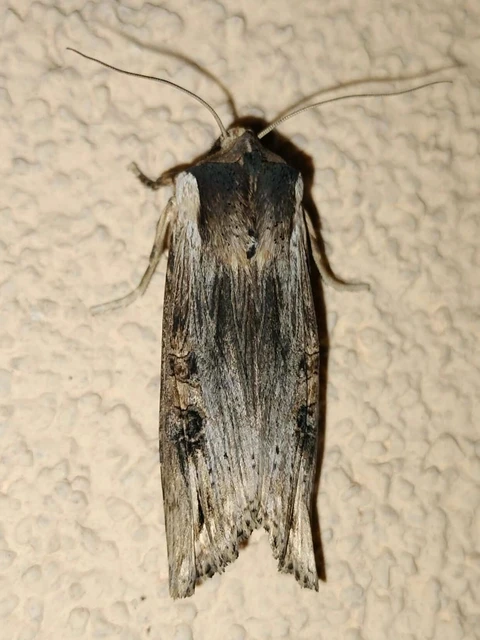 Xylena exsoleta - szürke fabagoly