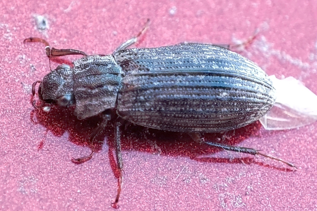 Helophorus Helophorus