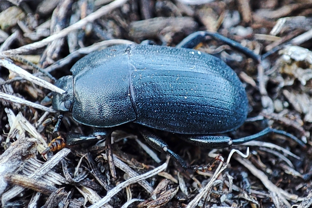 Pedinus