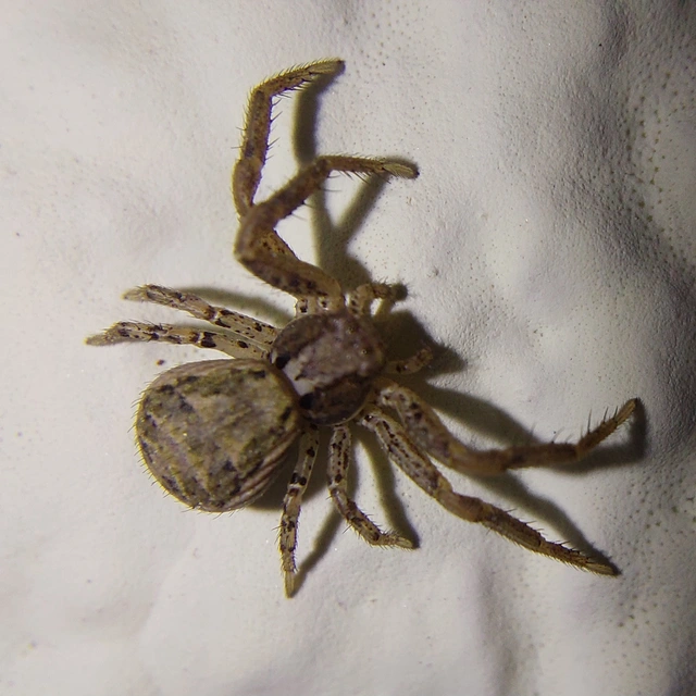 Xysticus