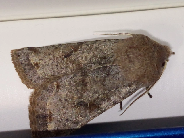 Orthosia incerta - változékony barkabagoly