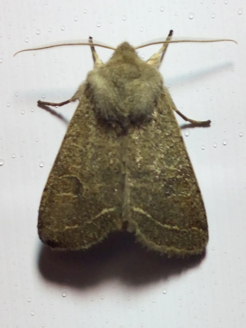 Orthosia cerasi - közepes barkabagoly