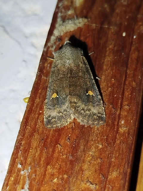 Eupsilia transversa - holdacskás télibagoly