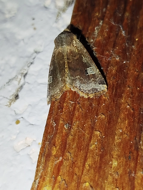 Conistra erythrocephala - vörösfejű őszibagoly