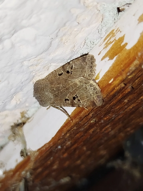 Conistra rubiginosa - szürke télibagoly