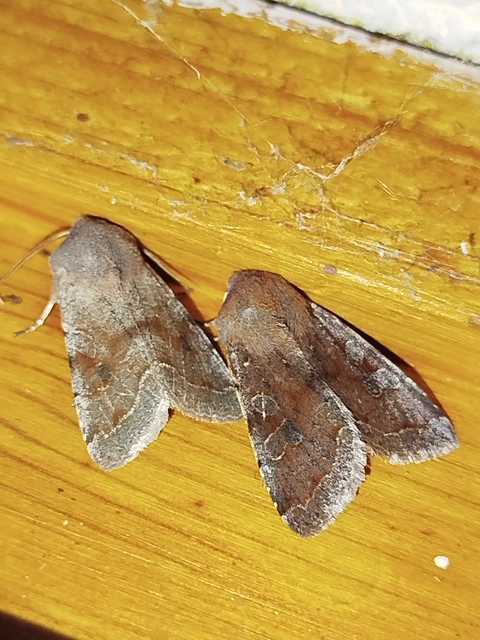 Orthosia incerta - változékony barkabagoly