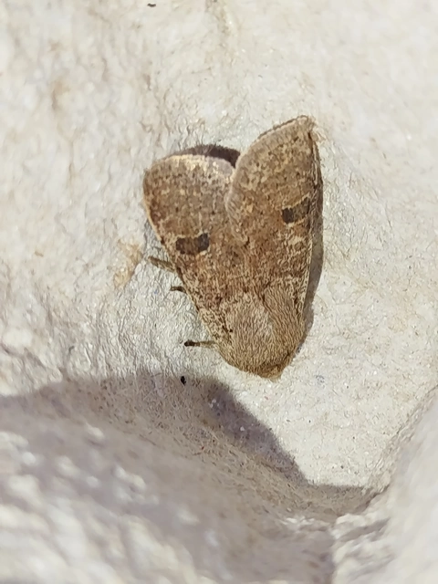 Orthosia cruda - kis barkabagoly