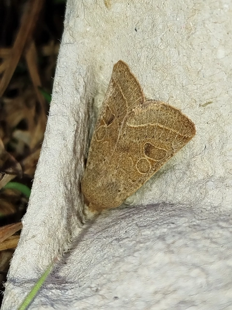Orthosia cerasi - közepes barkabagoly
