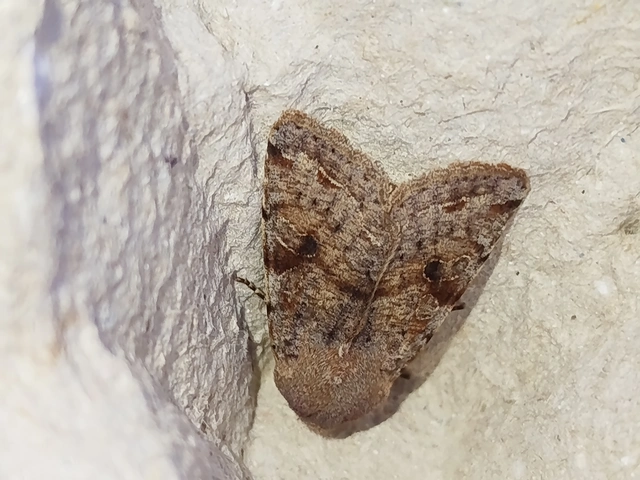 Orthosia incerta - változékony barkabagoly