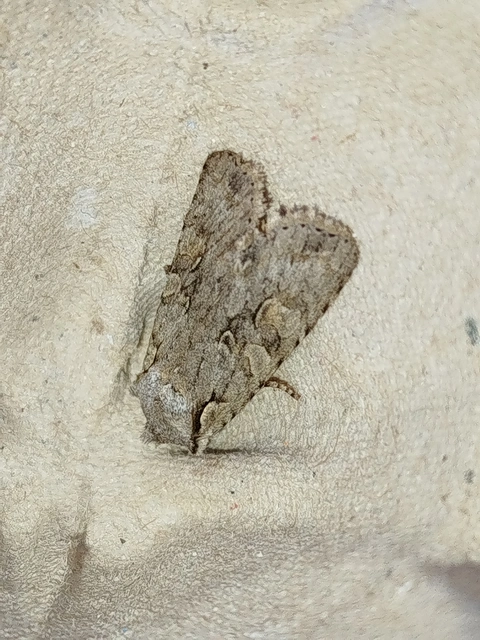 Lithophane ornitopus - közönséges fabagoly