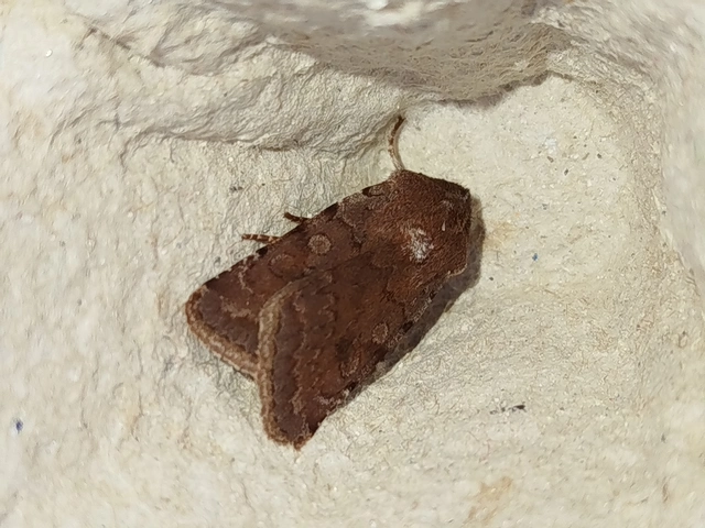 Cerastis rubricosa - vörhenyes tavaszibagoly