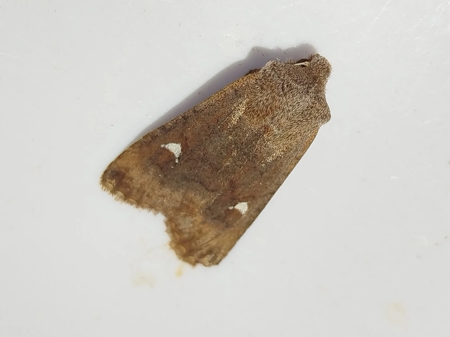 Eupsilia transversa - holdacskás télibagoly