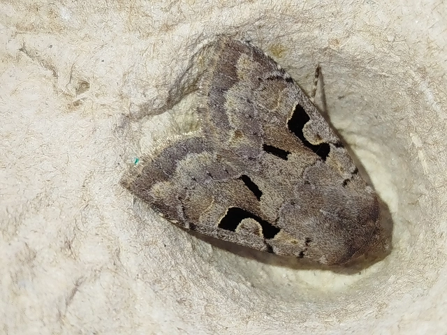 Orthosia gothica - feketefoltos barkabagoly