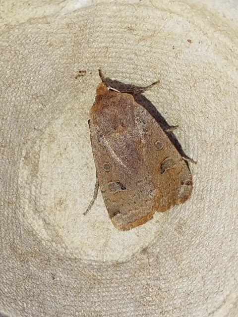 Conistra erythrocephala - vörösfejű őszibagoly