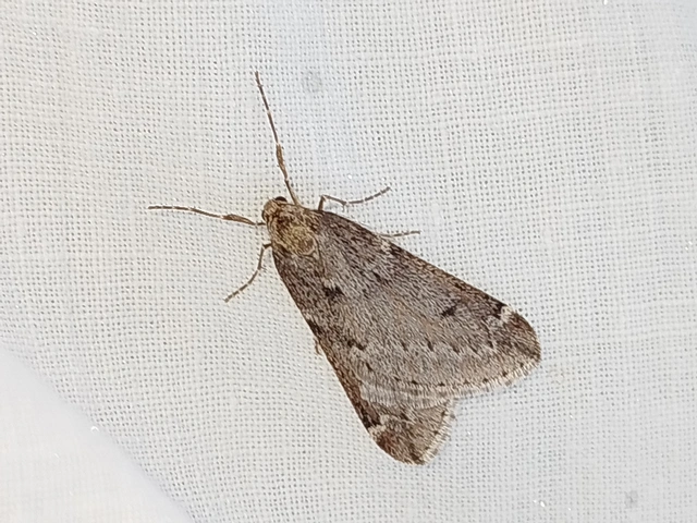 Alsophila aescularia - vadgesztenye-araszoló
