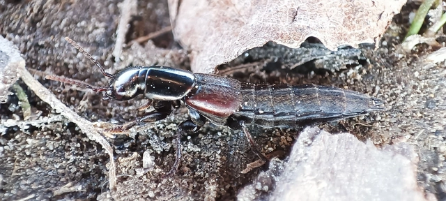 Ocypus picipennis - szurtos holyva