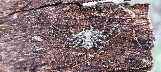 Philodromidae - fürgekarolópókok