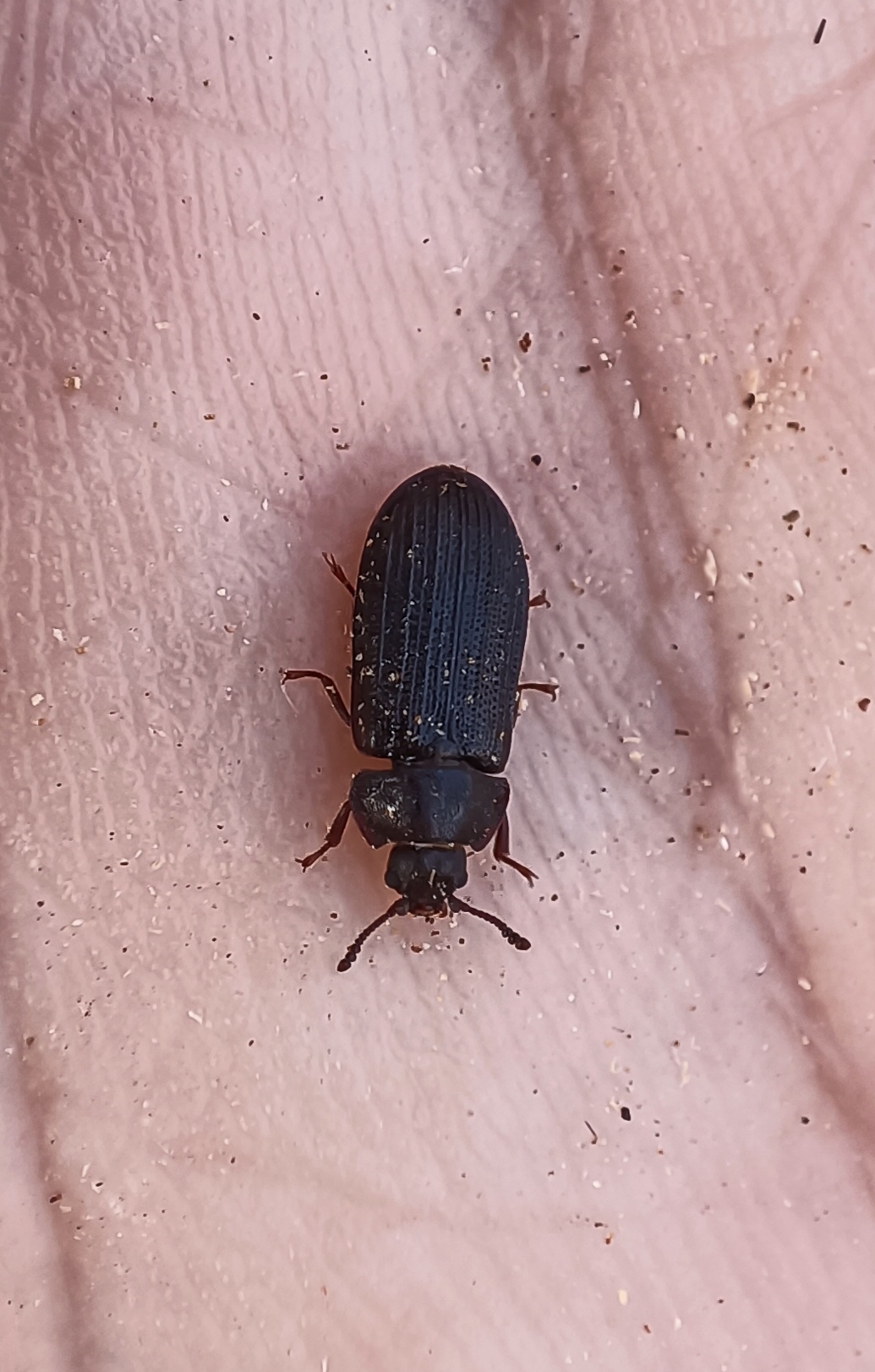 Grynocharis oblonga