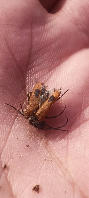 Apalus bimaculatus - kétfoltos élősdibogár