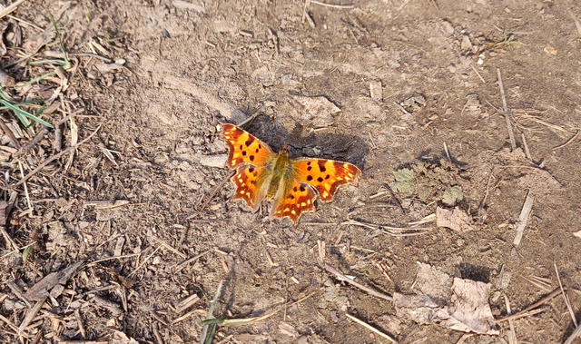 Nymphalis c-album - C-betűs lepke