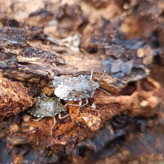 Rhaphigaster nebulosa - bencepoloska