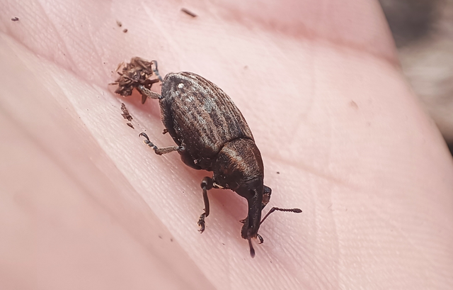 Lepyrus capucinus - pettyes fűzormányos